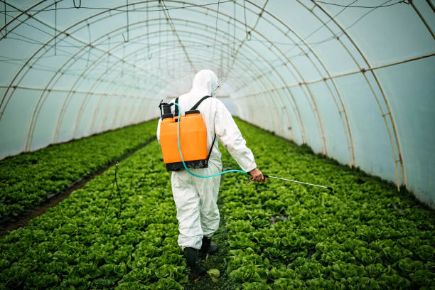 Best Local Pest Control Services  in Terrytown, LA